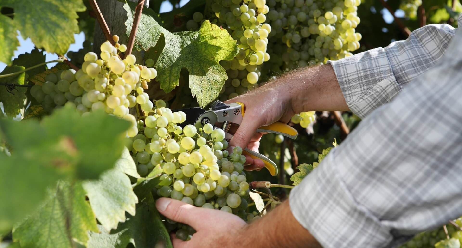 Wein Tirol: Weinjahrgang 2025, Winzer erntet helle Weintrauben in einem Weingarten