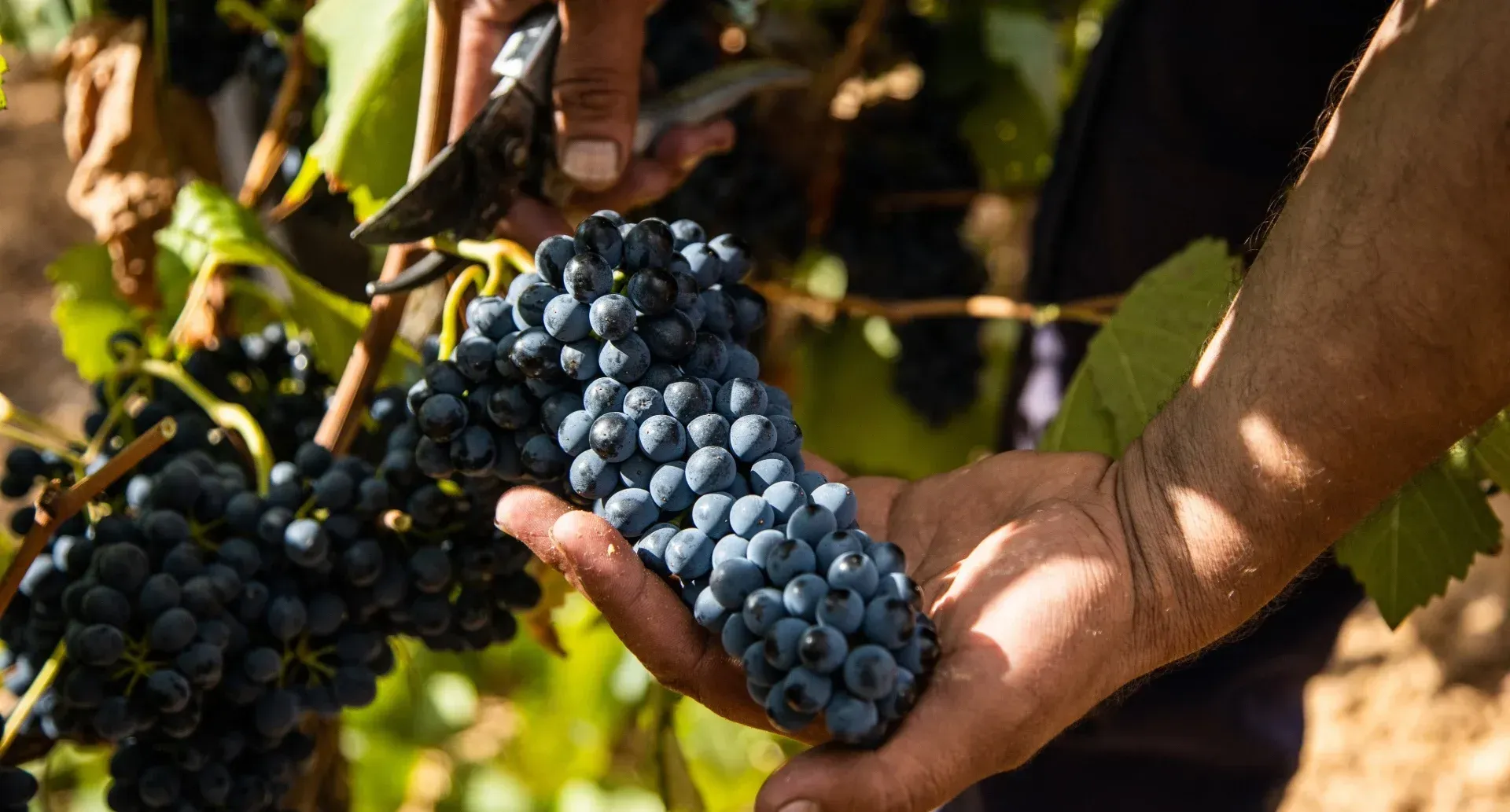 Hände eines Winzers halten eine große Menge frisch geernteter, dunkler Blautrauben bei der Weinlese.