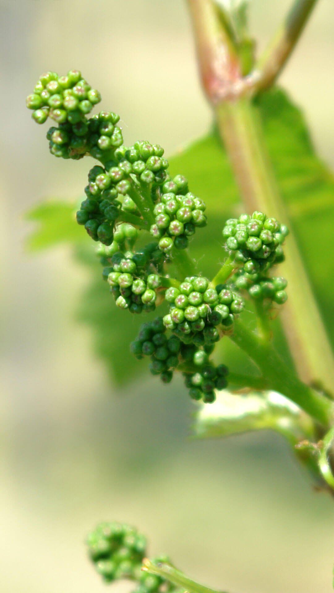 Weinblüte