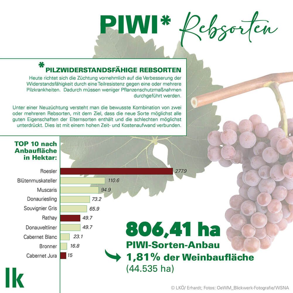 PIWI Rebsorten in Österreich © Landwirtschaftskammer Österreich / Erhardt PIWI Rebsorten in Österreich © Landwirtschaftskammer Österreich / Erhardt