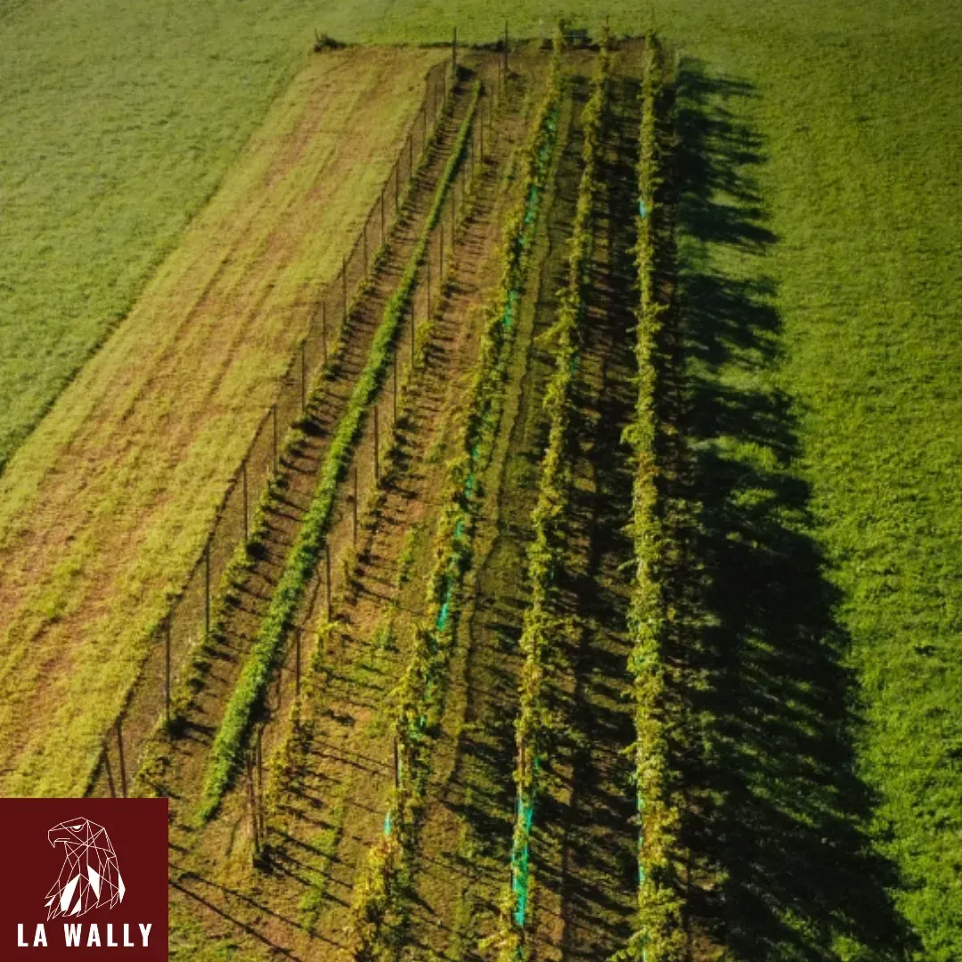 Luftaufnahme eines Weinbergs bei goldenem Licht. Mehrere schräg verlaufende Reihen junger Rebstöcke werfen lange Schatten auf das grüne Gras. Unten links das Branding von 'LA WALLY': ein weißer, stilisierter Adler auf weinrotem Grund.