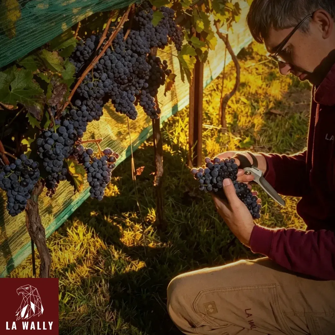 Ein Winzer, der in warmem Abendlicht eine Traube schneidet, Weingut La Wally. Der Mann, Brillenträger mit dunklem Haar und einem bordeauxroten Hoodie, kniet auf dem grasbewachsenen Boden eines Weinbergs und hält eine große, rote Weintraube in der einen und eine Gartenschere in der anderen Hand. Die Reben sind reich an dichten Trauben blauer Weintrauben, die an Spalieren hängen. Das Logo des Weinguts, ein stilisierter Adlerkopf und der Text 