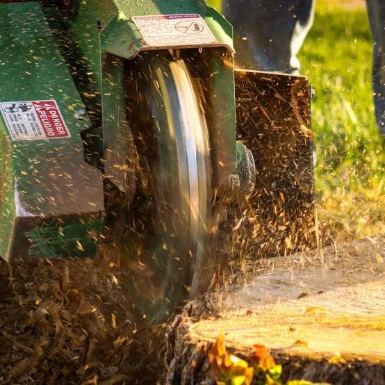 stump grinder in saint petersburg florida