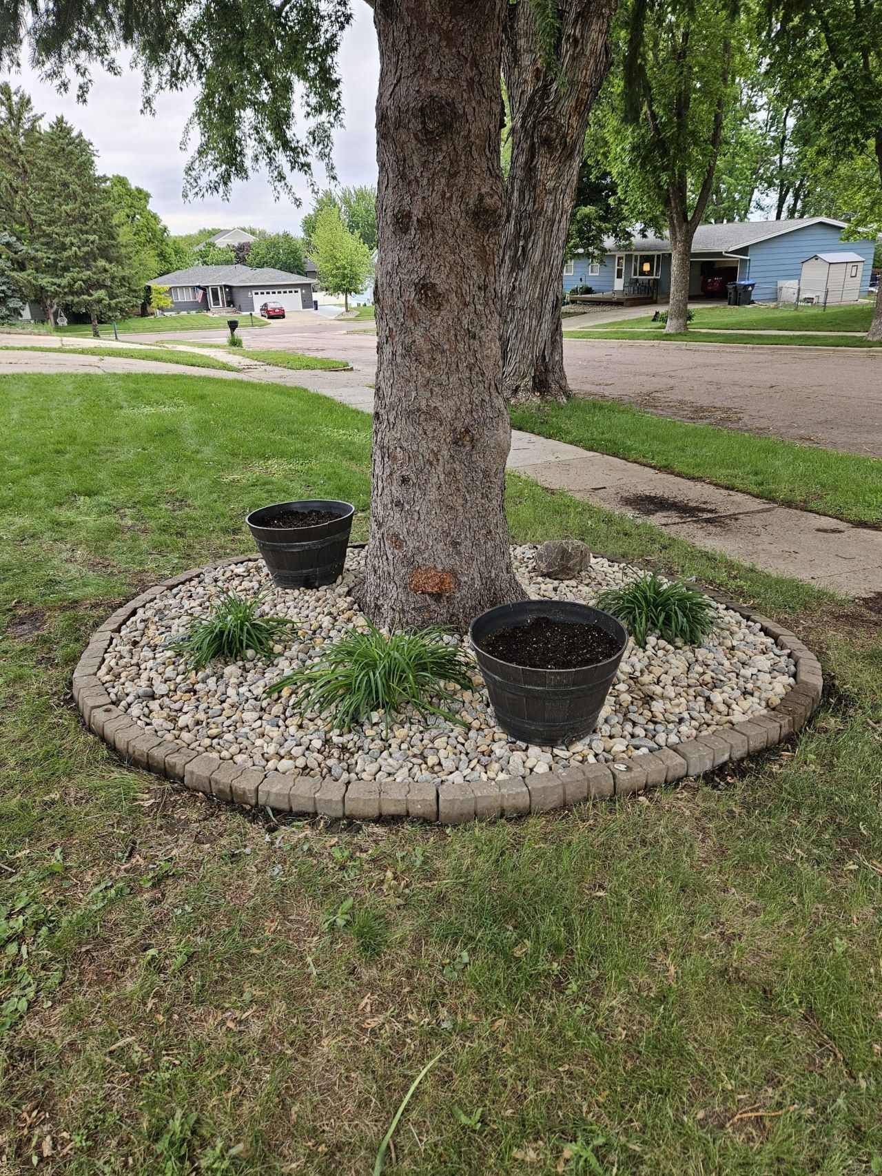 Tree with rock border, two pots, and small green plants in a residential yard.