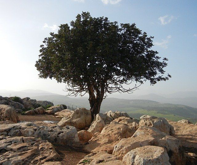 קורסים הנפתחים באזור השפלה ודרום הארץ
