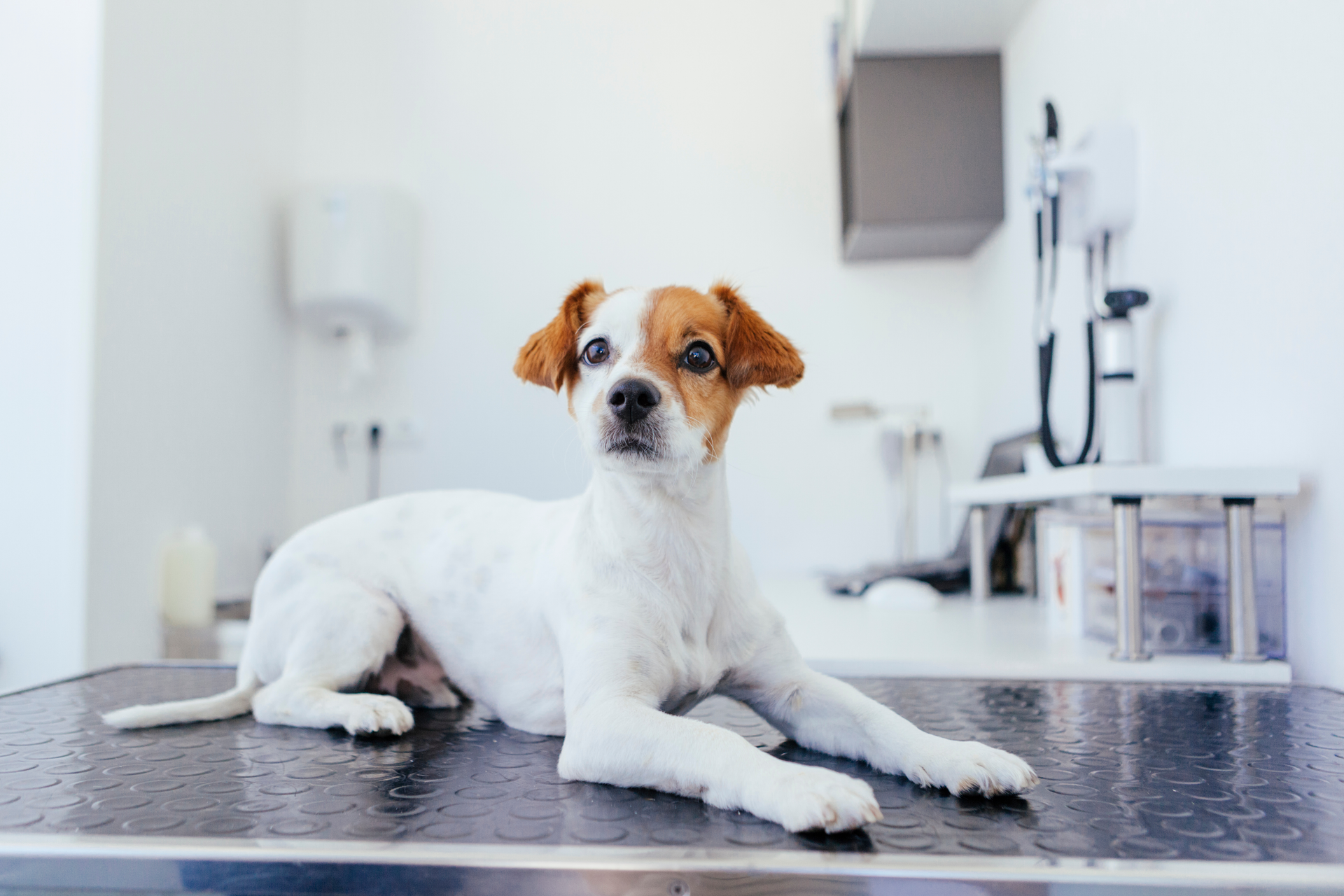x-ray badges for all types of veterinary practices