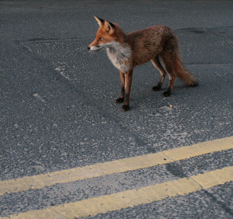 An urban fox on a London road