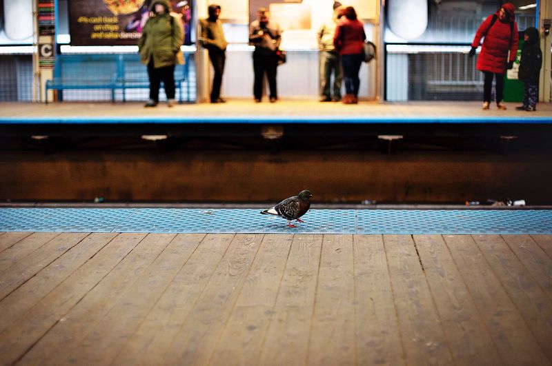 A pigeon waiting on a station platform