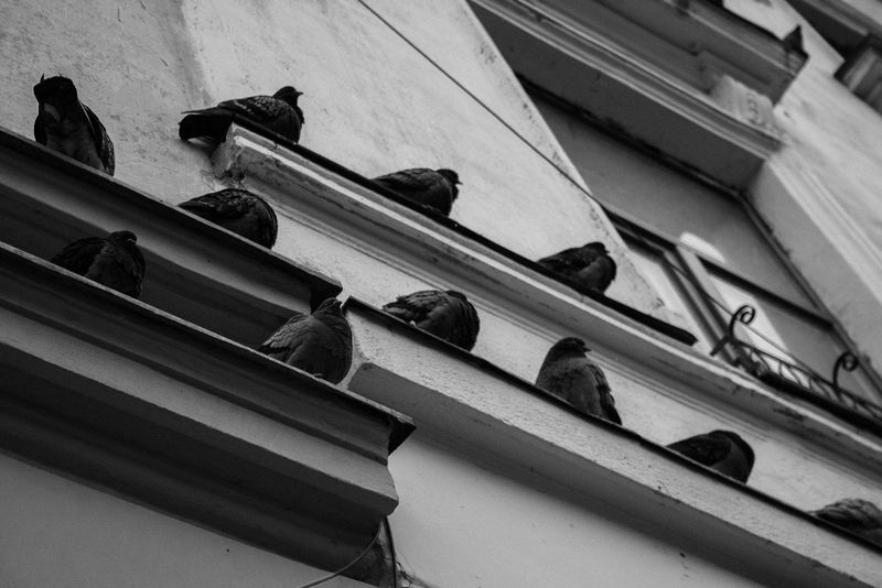 Feral pigeons lined up on a building ledge