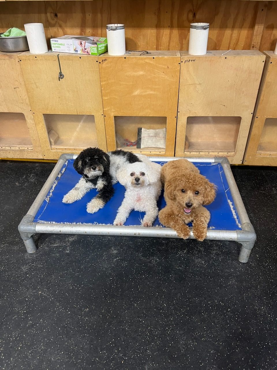 Person in gray hoodie stands with a white dog in a gym, with orange cones and a cart nearby.