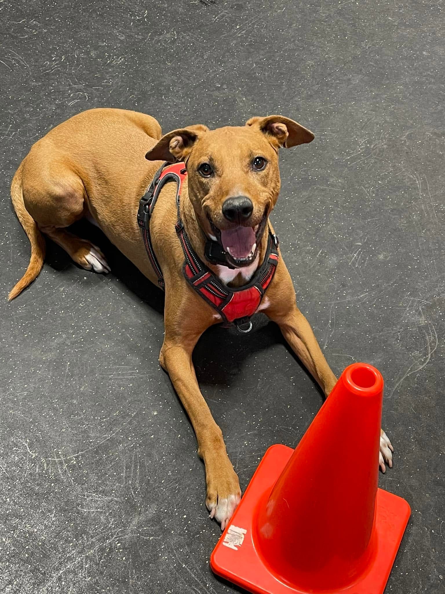 Tan dog in a red harness lying on a black floor beside an orange cone, panting happily.