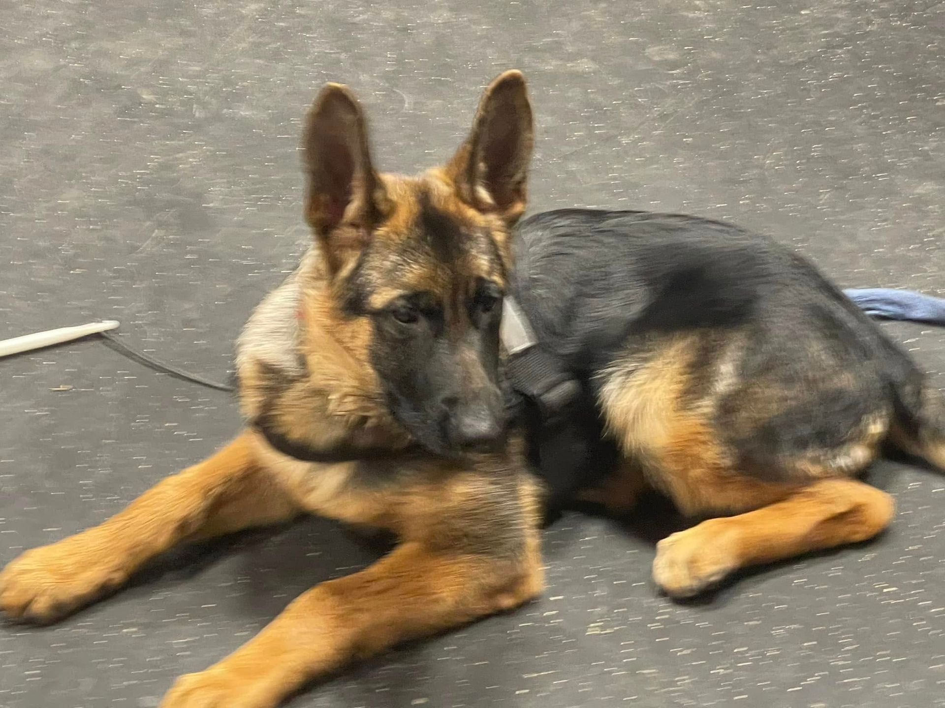 German Shepherd puppy lying on a gray floor, looking to the side.