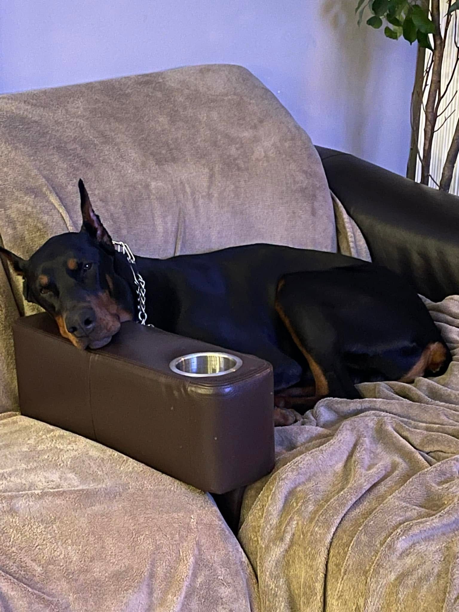 Black-and-tan dog sleeping on a couch with its head on a brown armrest pillow, covered by a beige blanket