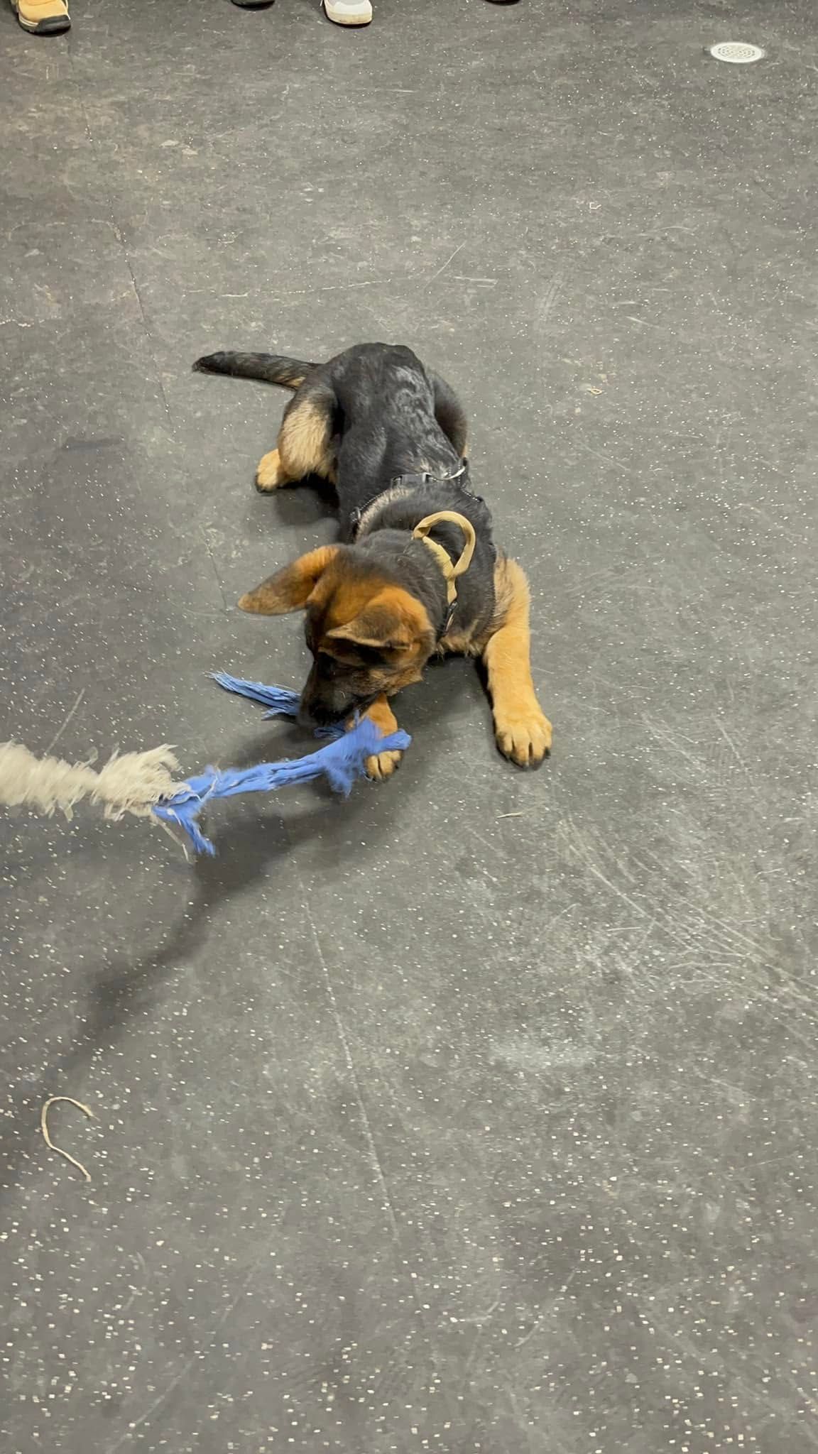 Two puppies play on a gray floor, tugging a blue rope toy.