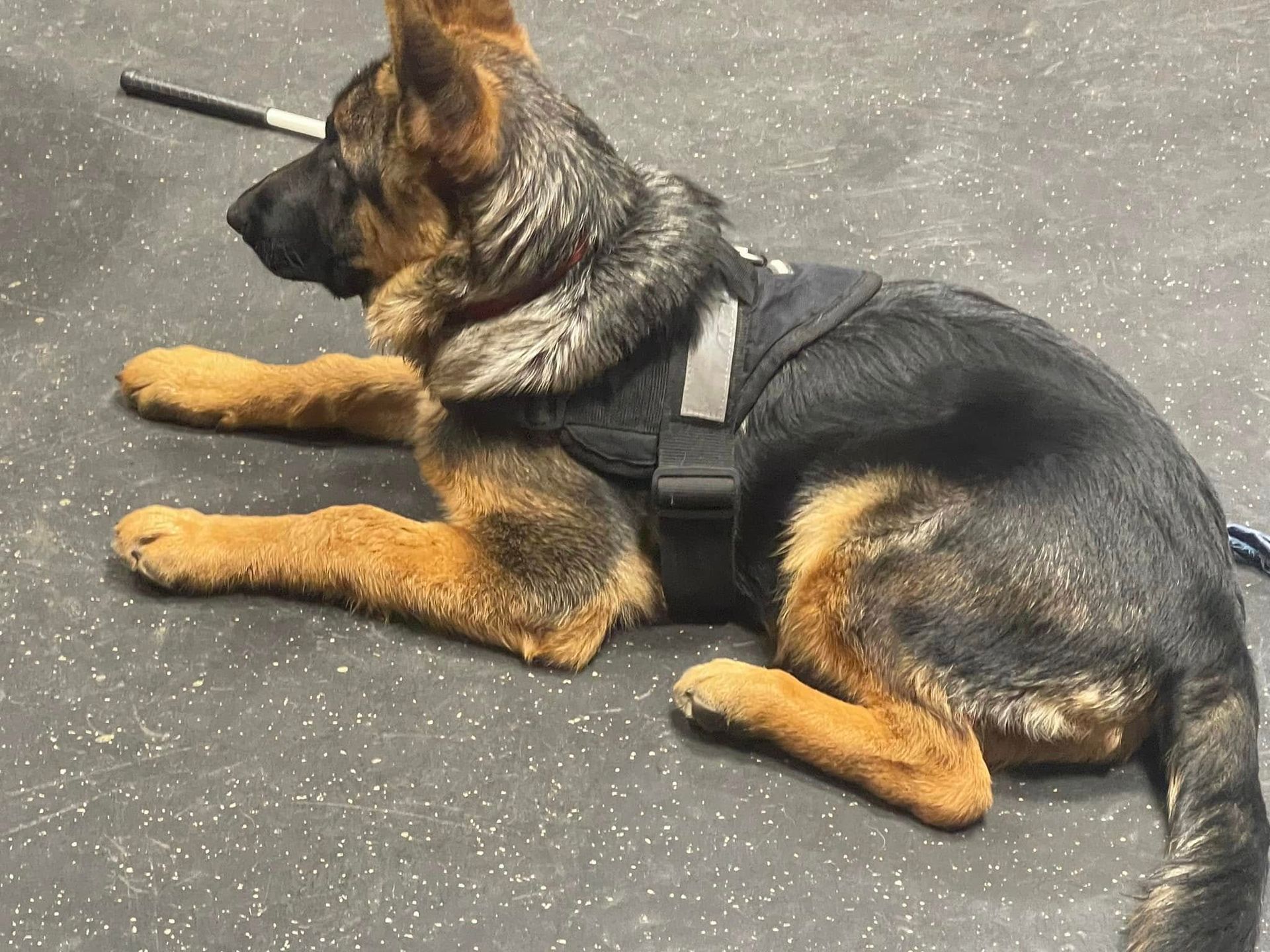 German Shepherd puppy lying on a speckled floor, wearing a harness and holding a cigarette in its mouth