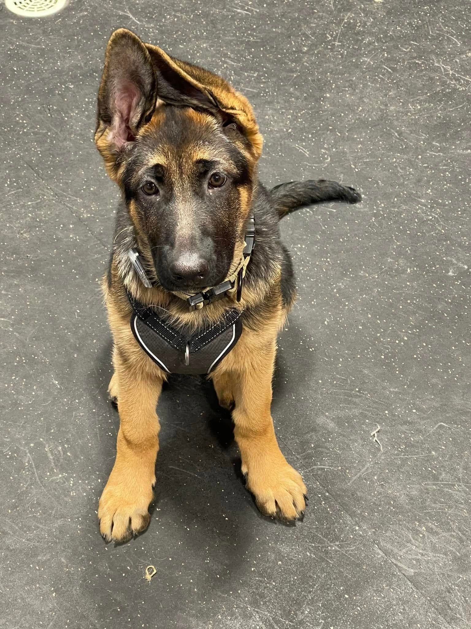 German Shepherd puppy in a black harness sitting on a gray floor, looking up at the camera