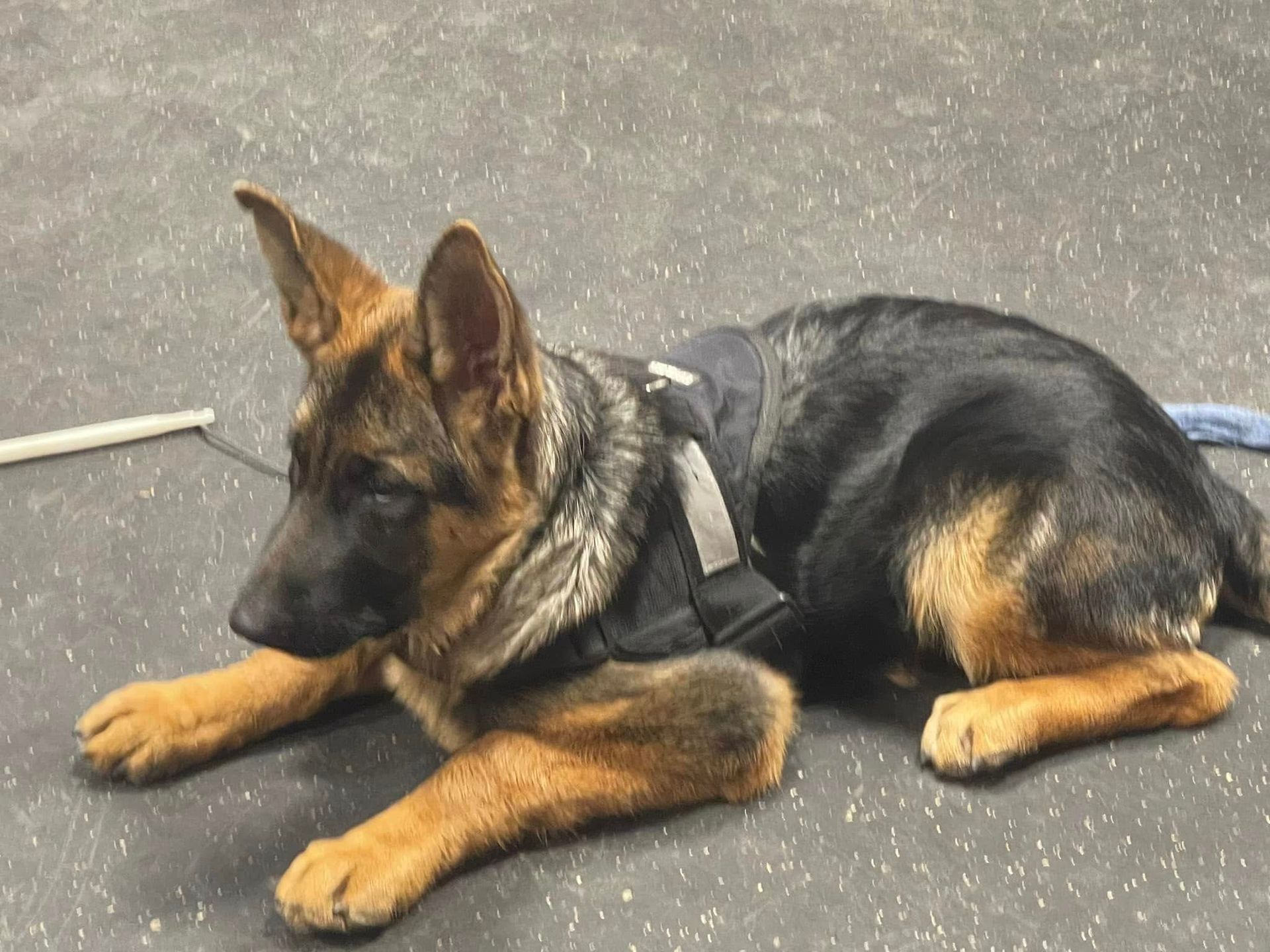 German shepherd puppy lying on a dark floor, wearing a harness, with tan paws and ears up