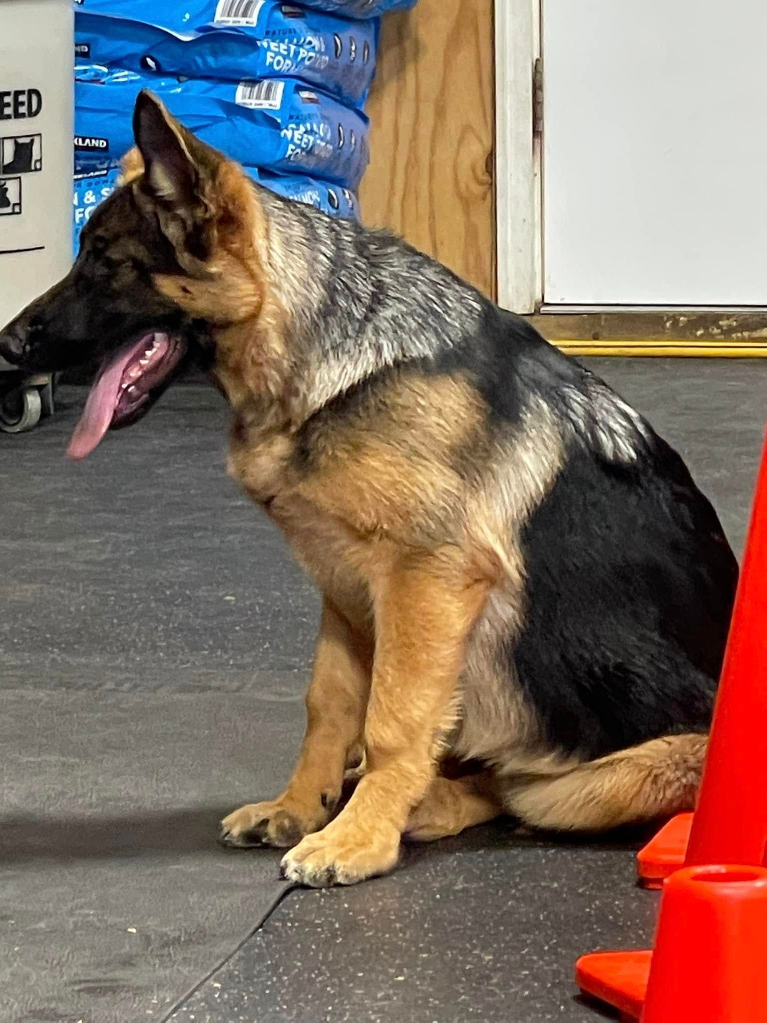 German Shepherd sitting indoors, panting beside orange cones and blue bags.
