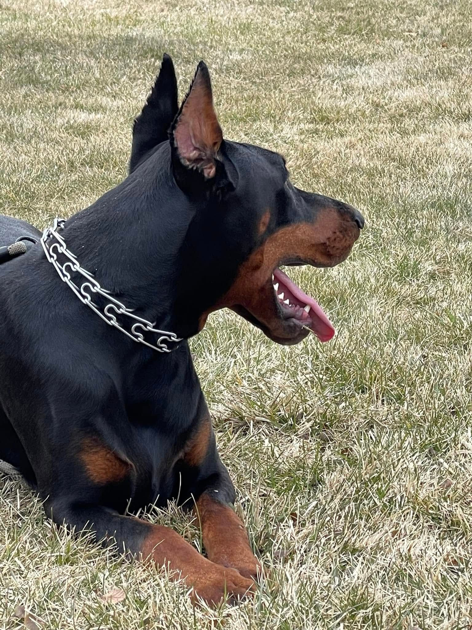 Black-and-tan Doberman lying in grass, wearing a chain collar, looking right with mouth open.