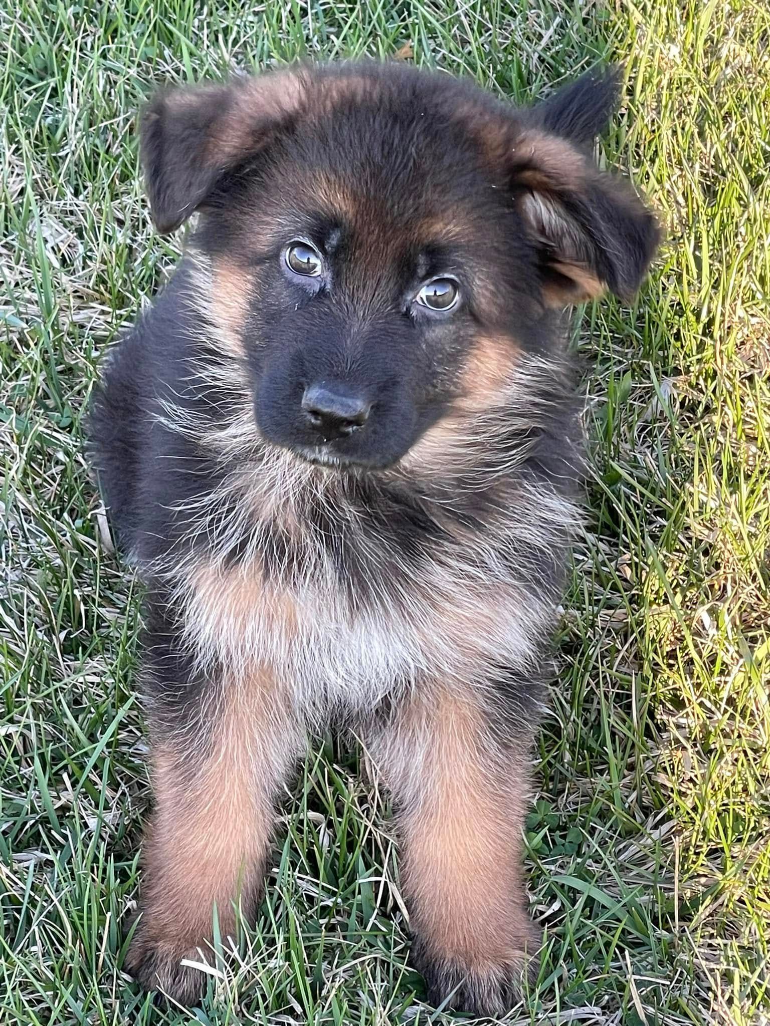 Small black and tan puppy sitting on grass, looking up with floppy ears and bright eyes