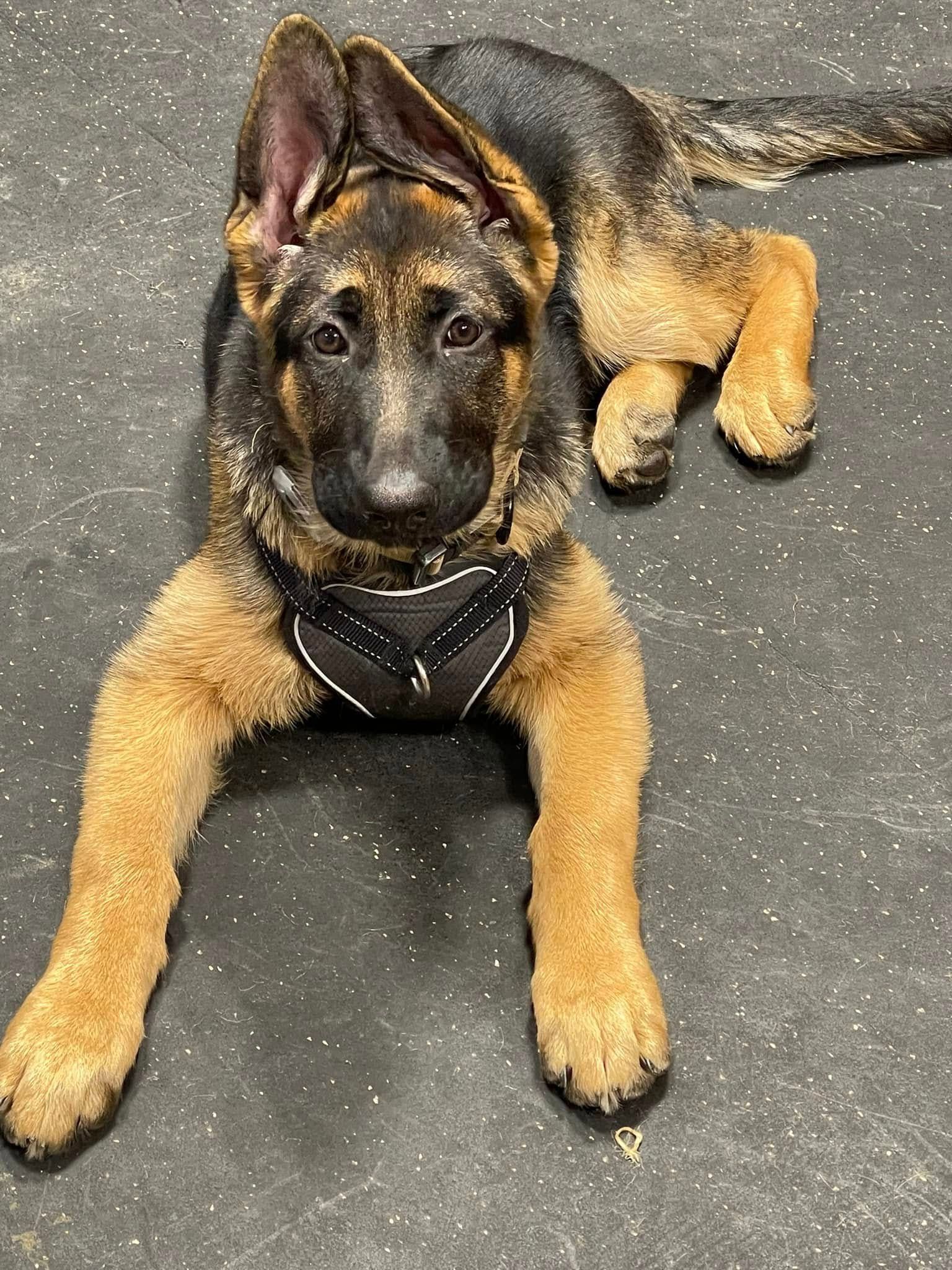 German Shepherd puppy lying on a black floor, wearing a harness and looking at the camera