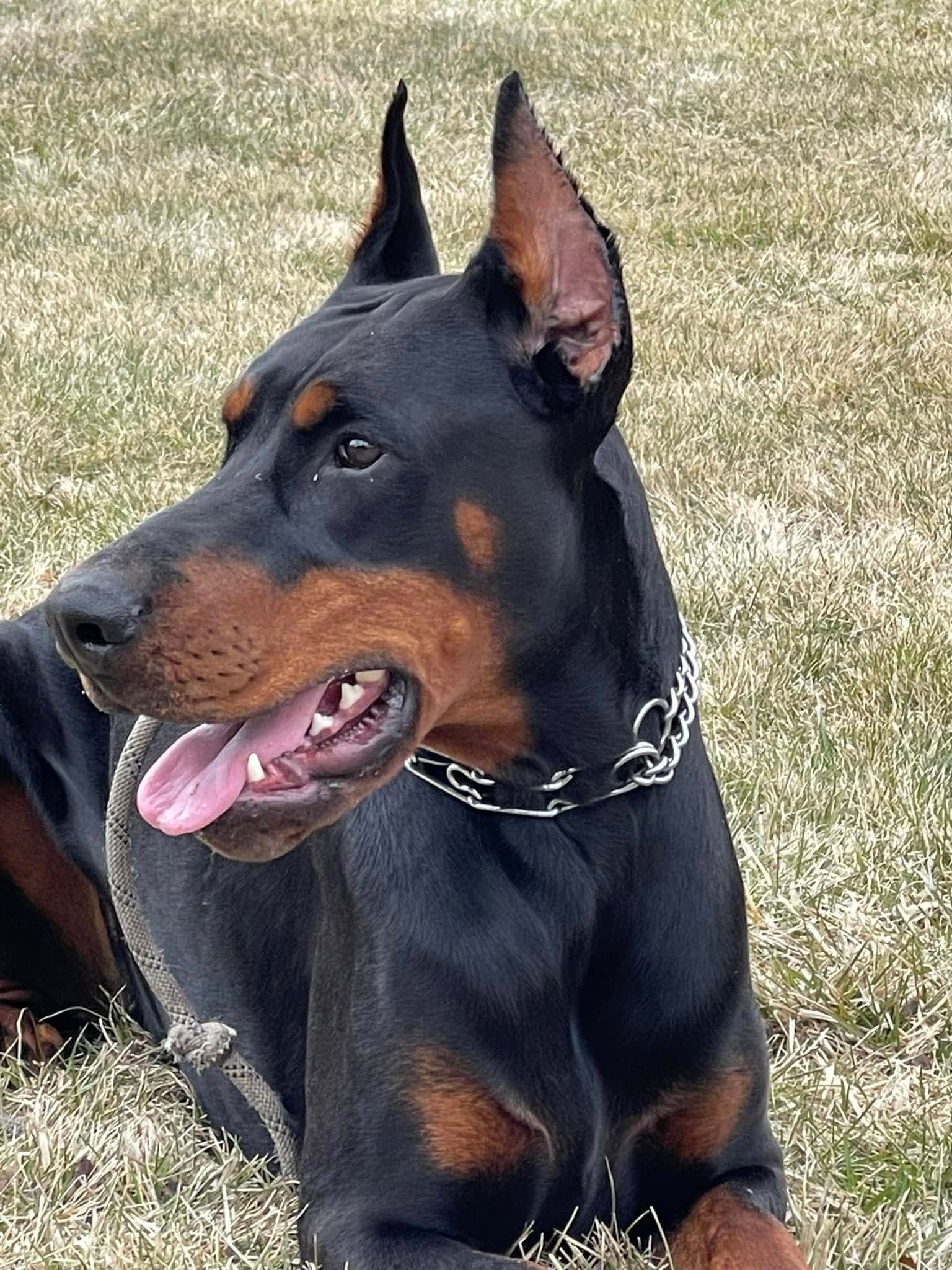 Black and tan Doberman lying on grass, wearing a chain collar and looking alert to the side