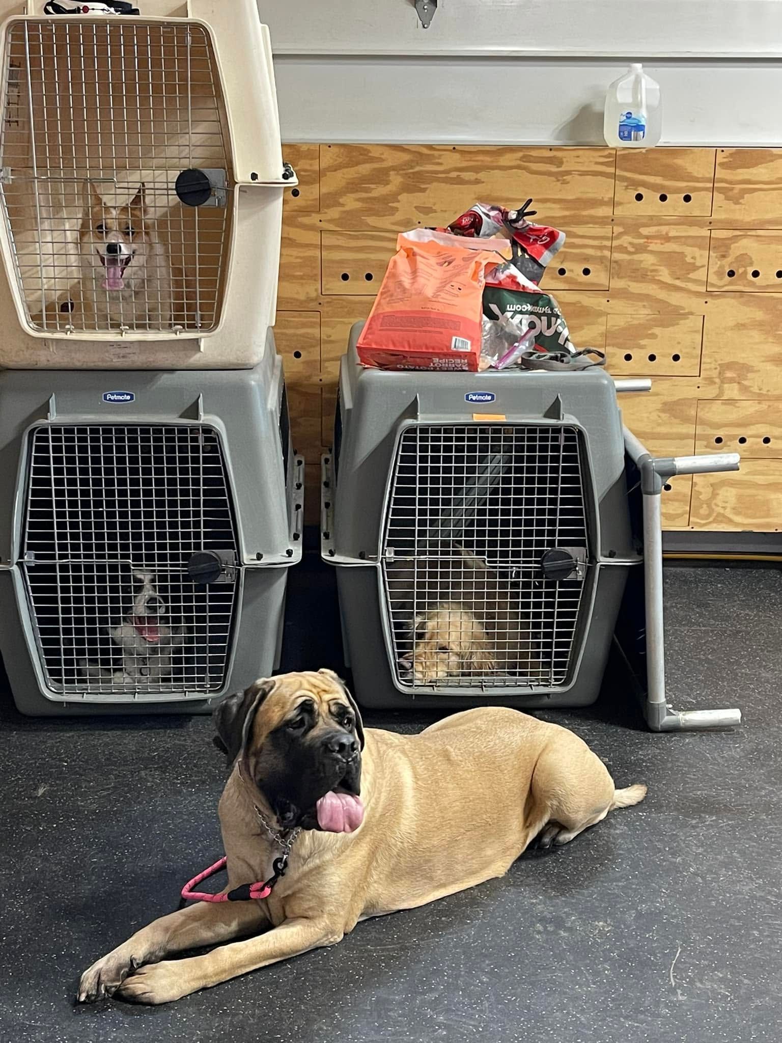 Large tan dog lying in front of stacked pet carriers, with a smaller dog inside one carrier.