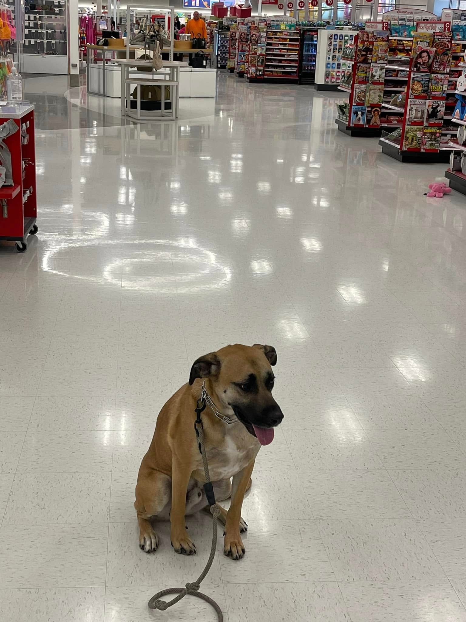Leashed tan dog sitting on a store aisle floor in a bright retail store