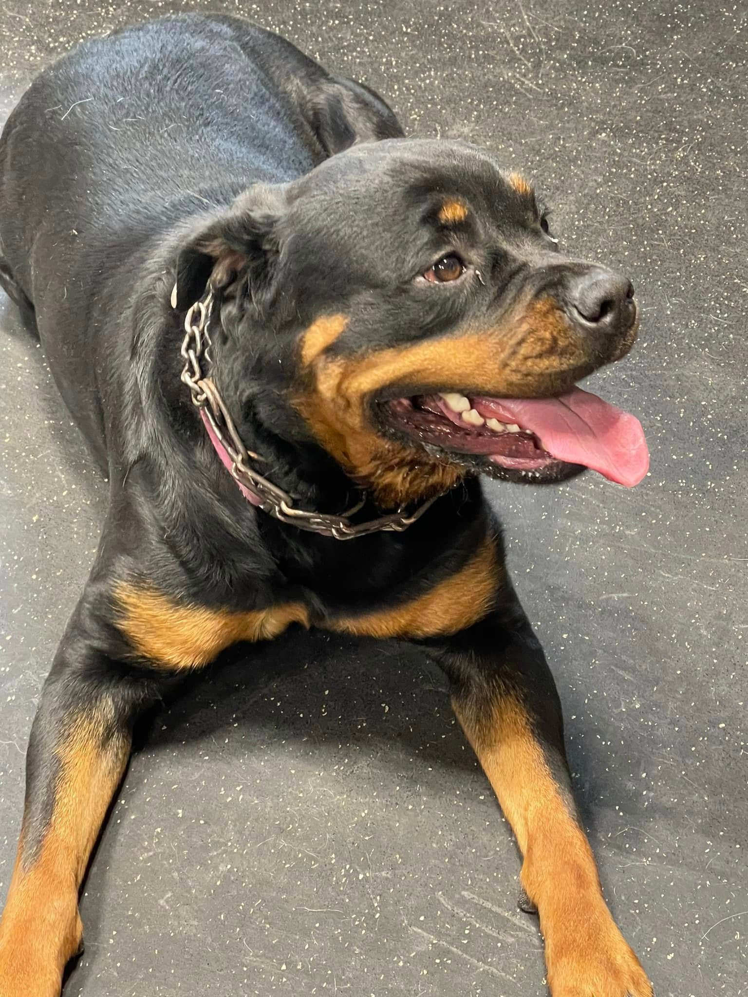 Black and tan Rottweiler lying on pavement, panting with tongue out and wearing a collar