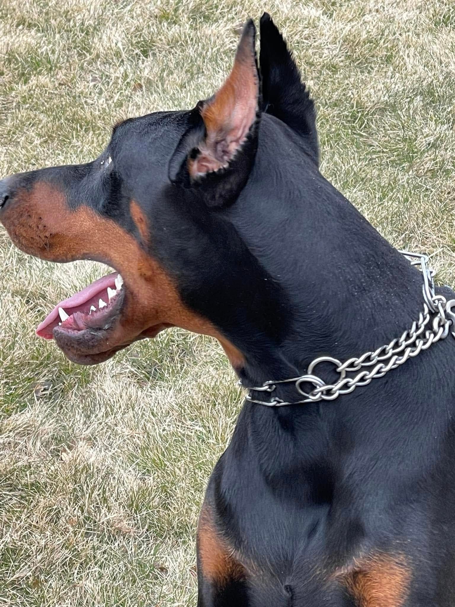 Black and tan Doberman in profile on grass, mouth open, wearing a chain collar