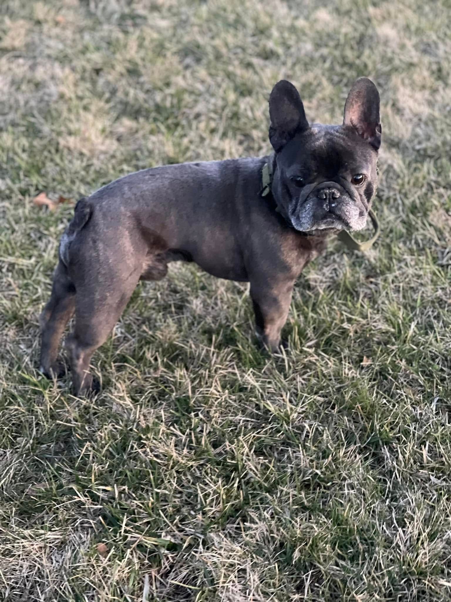 Black French Bulldog standing on grass, looking at the camera.