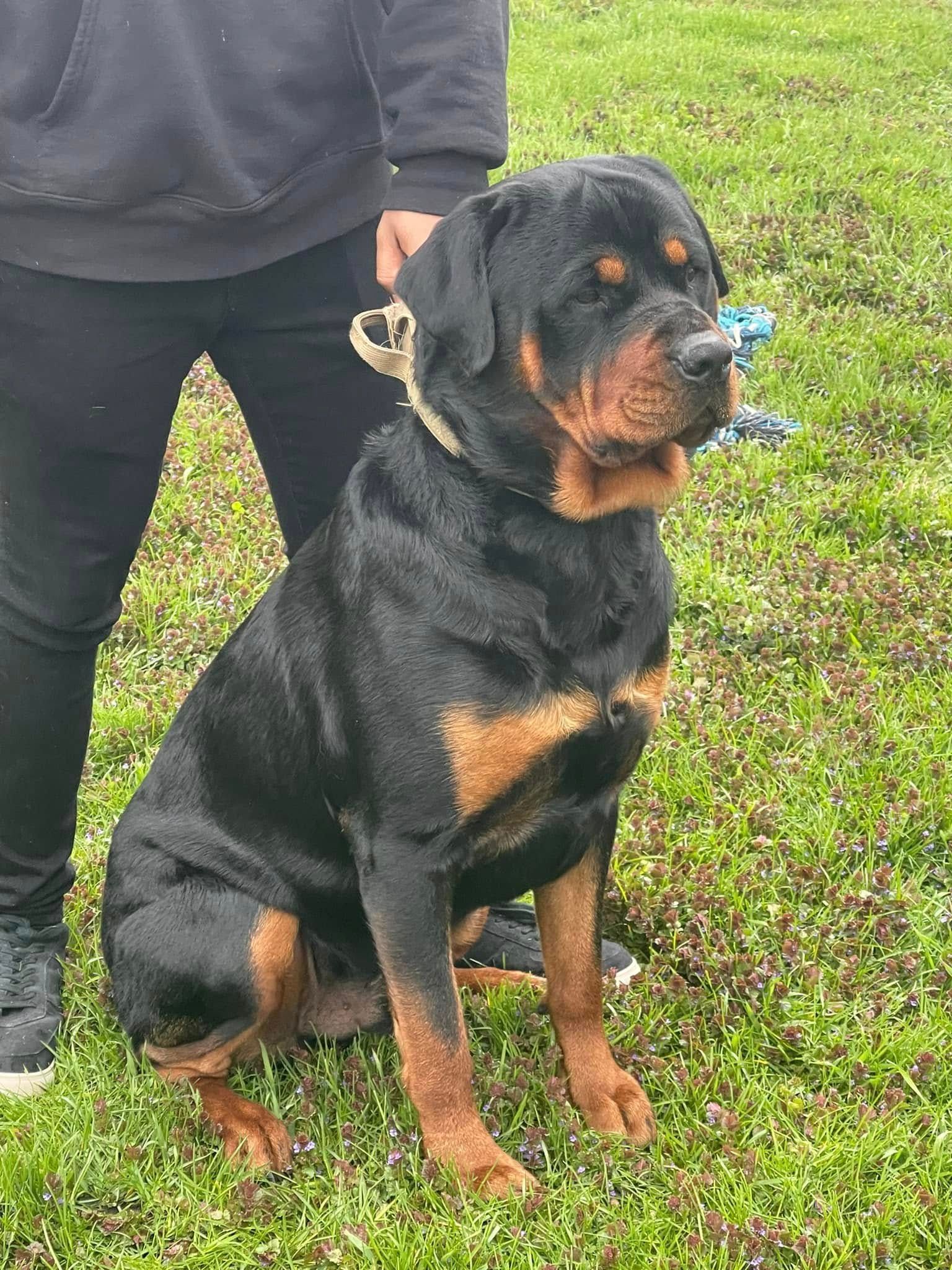 Black-and-tan Rottweiler sitting on grass beside a person in dark clothing