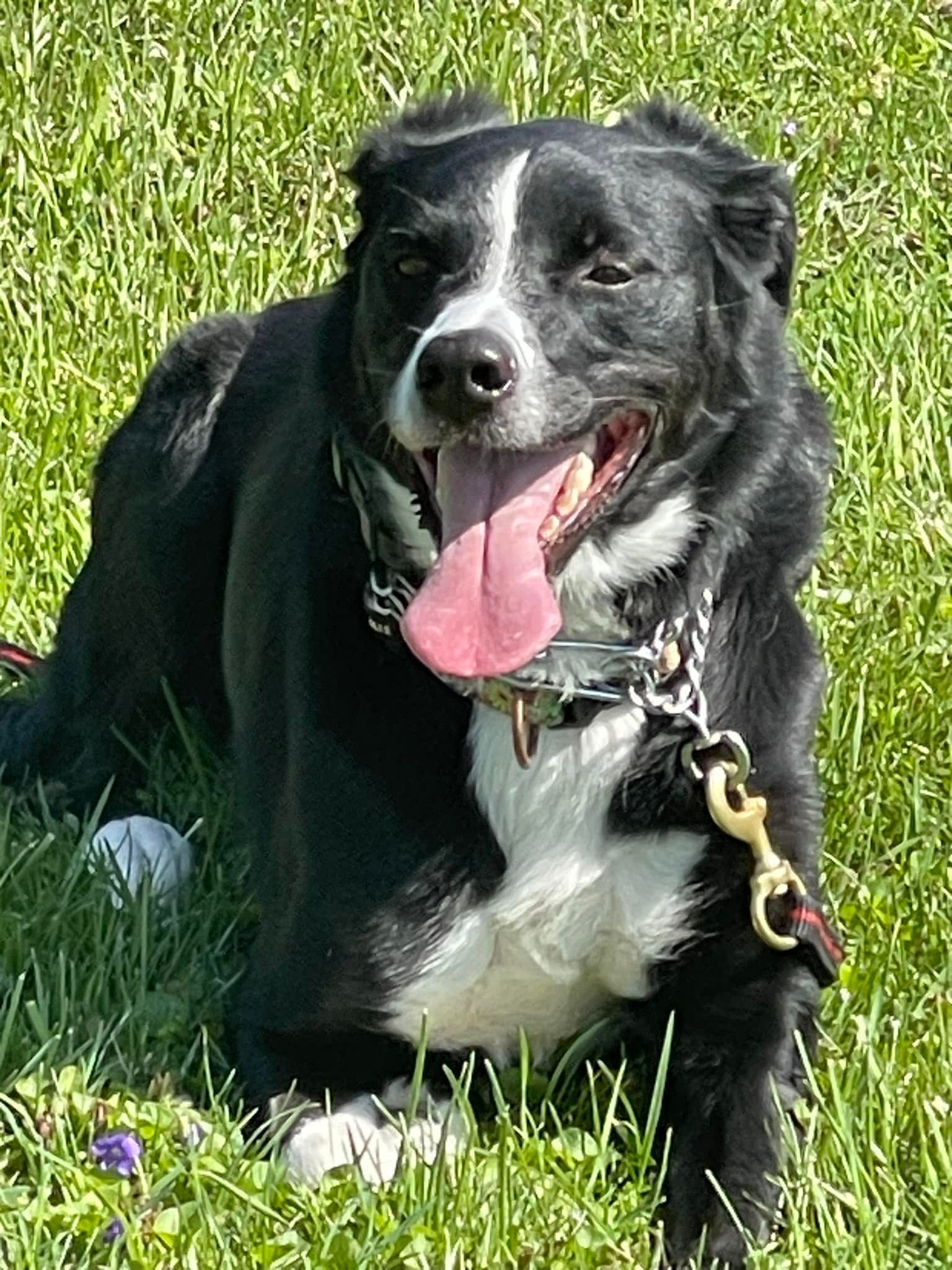 Black-and-white dog sitting in grass, panting with tongue out, wearing a collar and leash.
