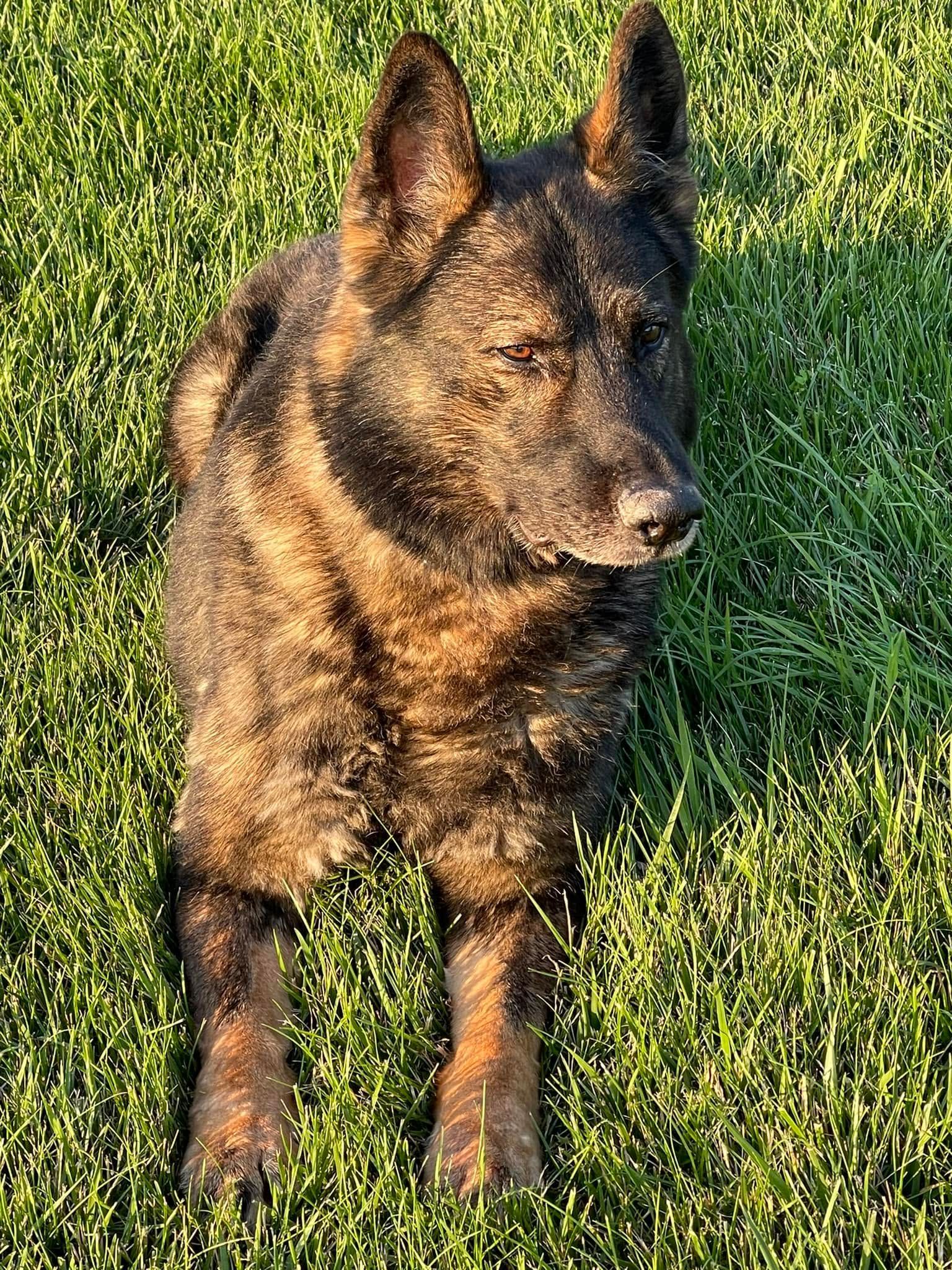 Brown-and-black dog lying on green grass in sunlight, looking to the side