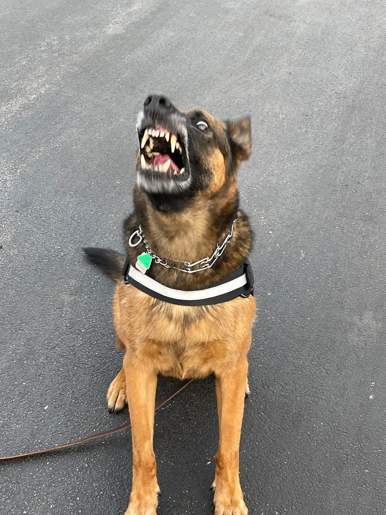 Brown and black dog sitting on pavement, wearing a harness and barking with mouth open
