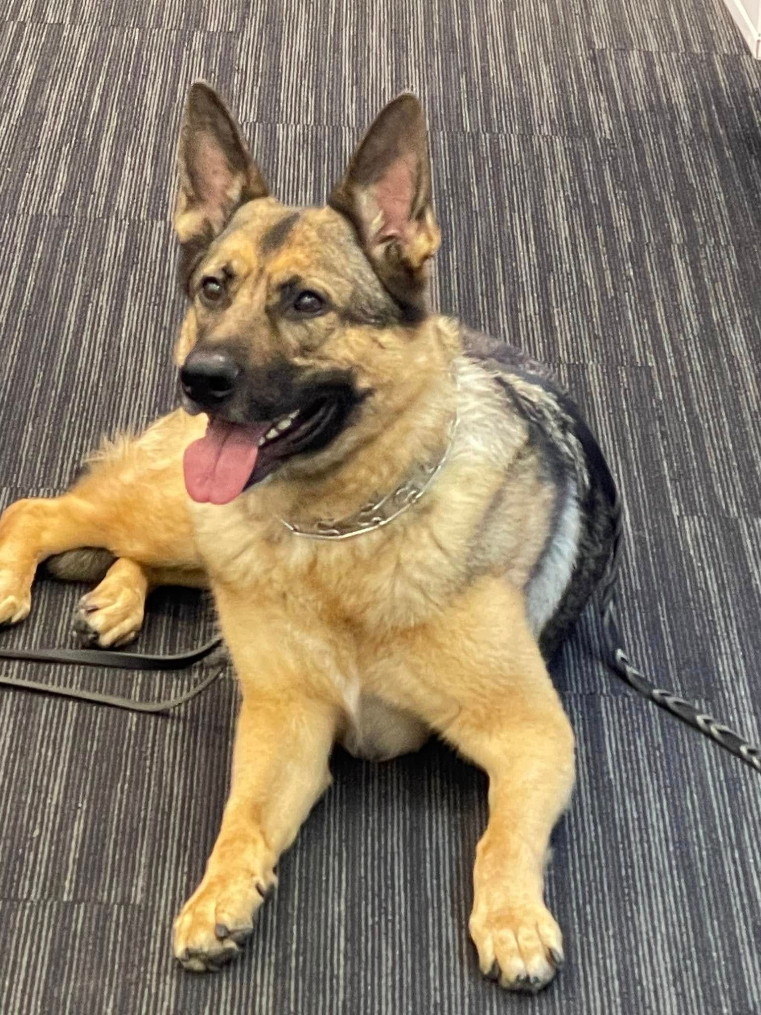 German Shepherd lying on a gray floor, panting with tongue out and ears up.