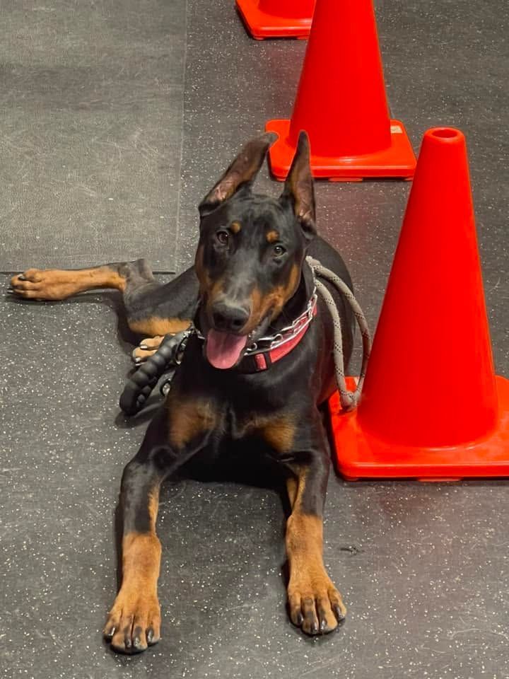 Doberman lying on a floor between orange traffic cones, panting with tongue out, wearing a red collar