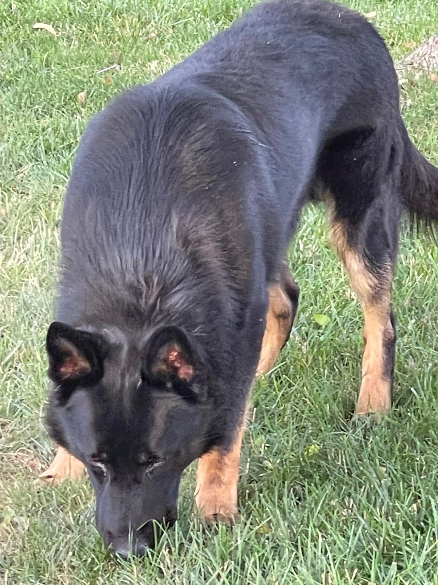 Black-and-tan dog sniffing grass in a yard