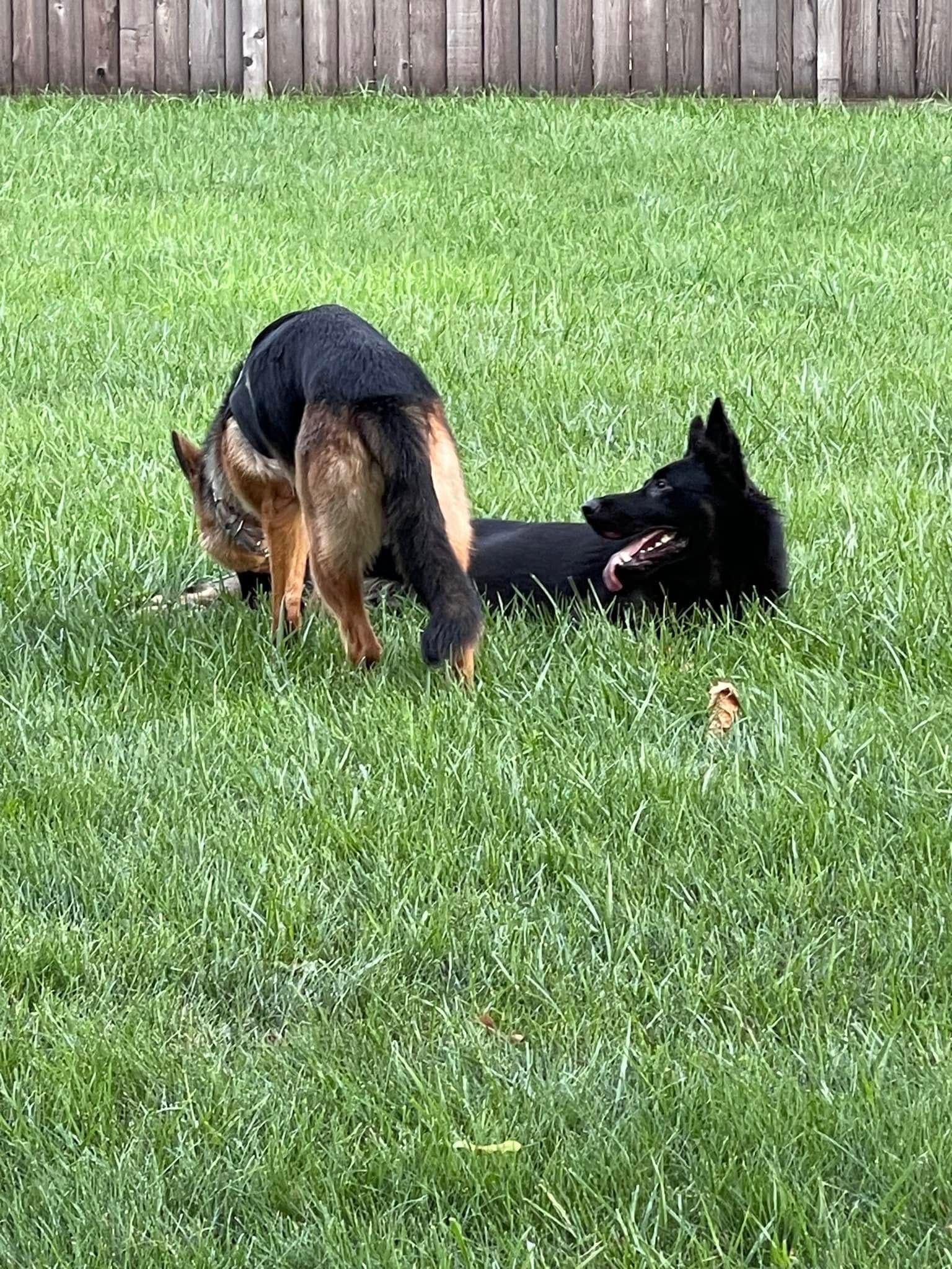 Two German shepherds playing in a grassy yard, one standing and one lying on its back.