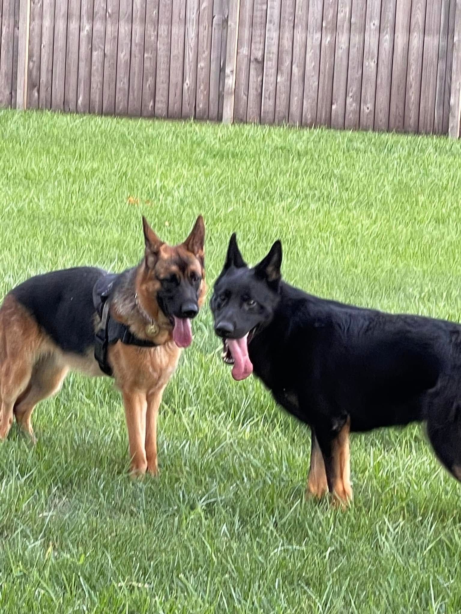 Two German Shepherds standing on grass with tongues out, in a fenced backyard