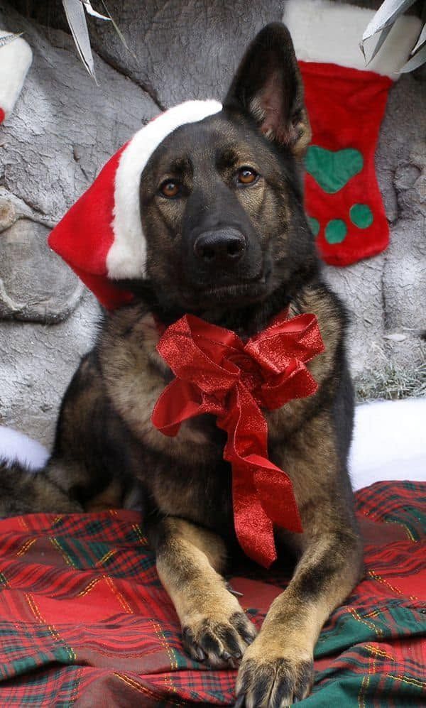 Dog wearing a red Santa hat and bow lies on a festive blanket with holiday stockings nearby