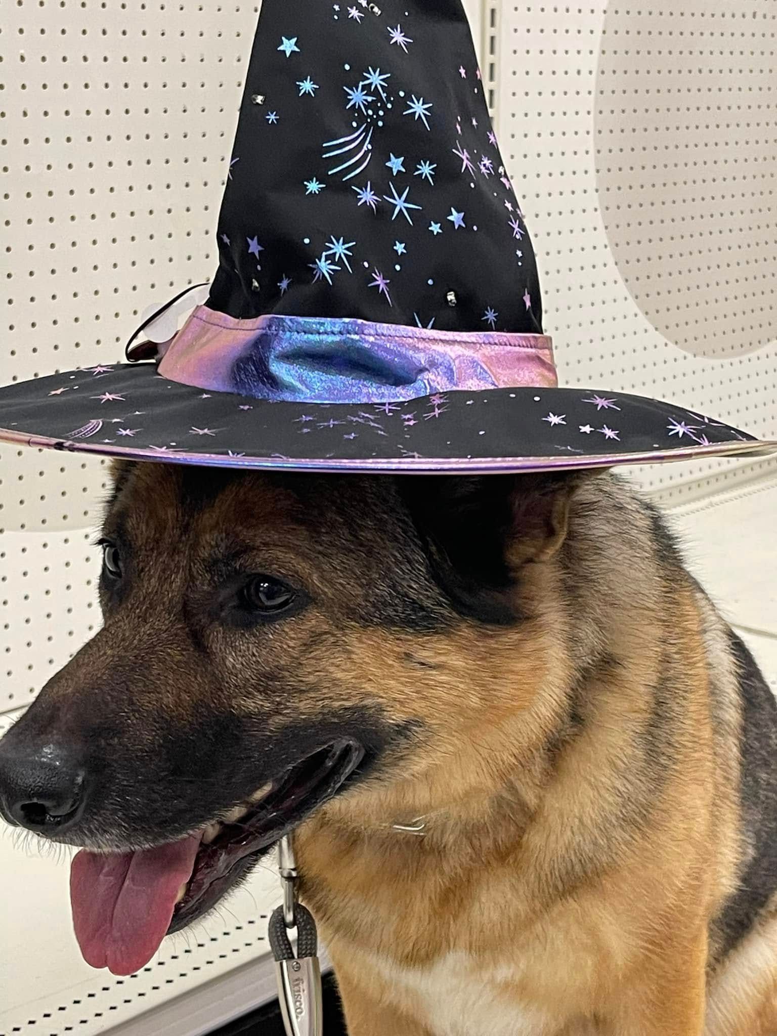 German shepherd wearing a black wizard hat with purple stars and a purple brim, tongue out