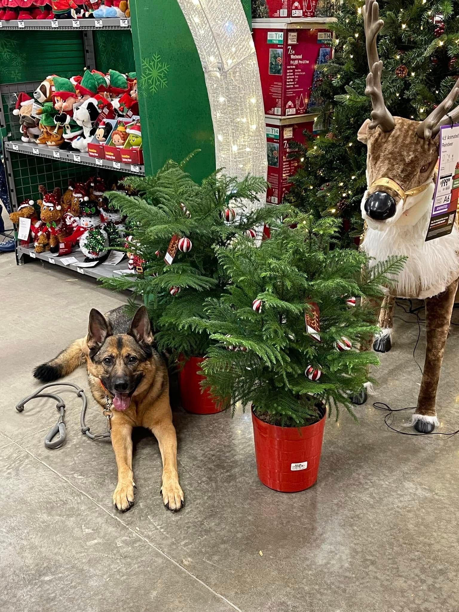German shepherd lying beside a small potted Christmas tree and a reindeer display in a store