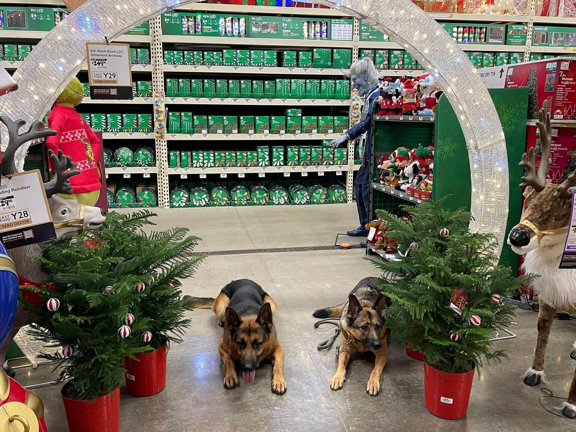 Dogs in red holiday sweaters under a festive arch in a pet store aisle