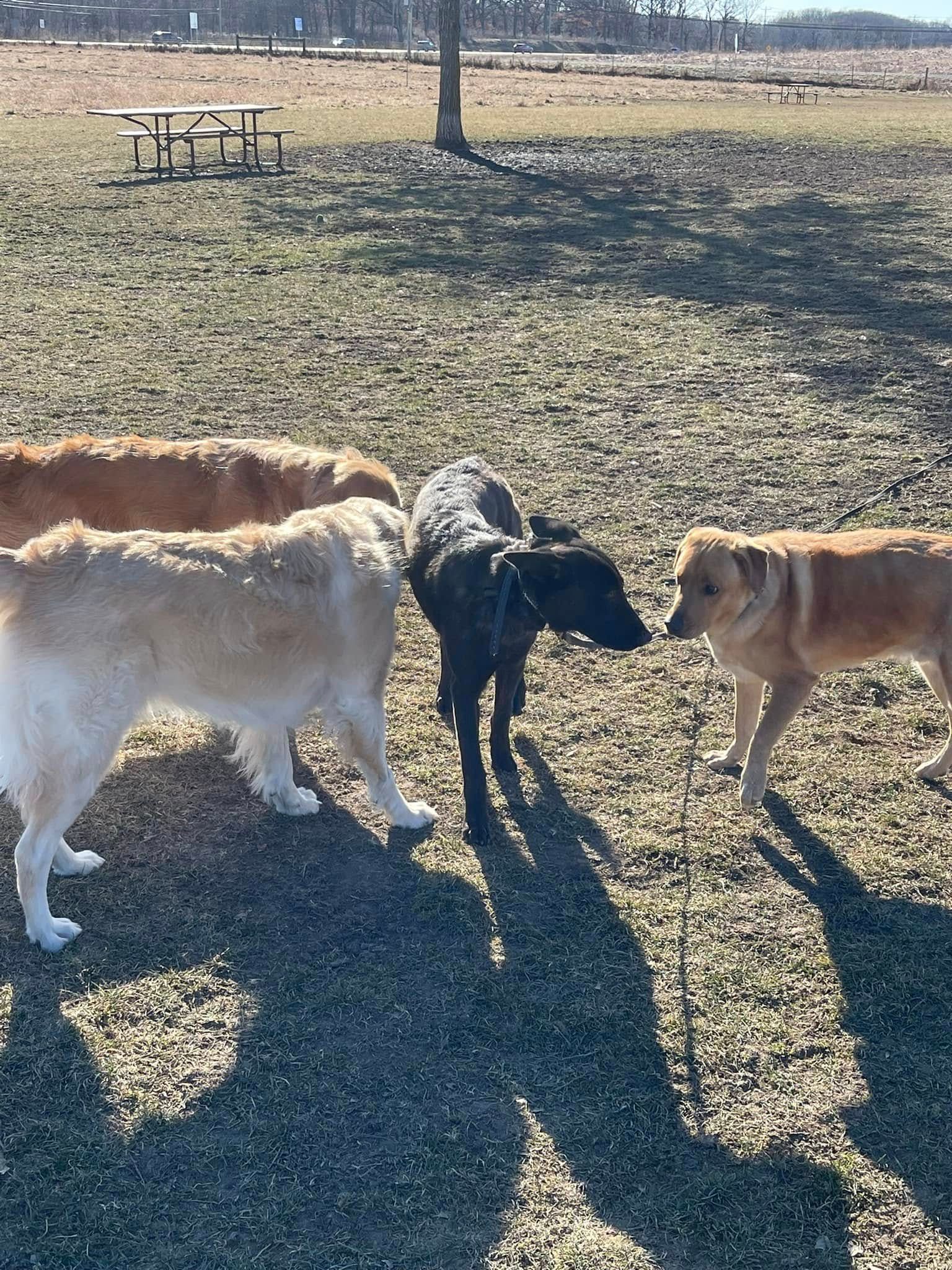 Three dogs sniffing each other in a grassy park, with long shadows and a picnic table in the background