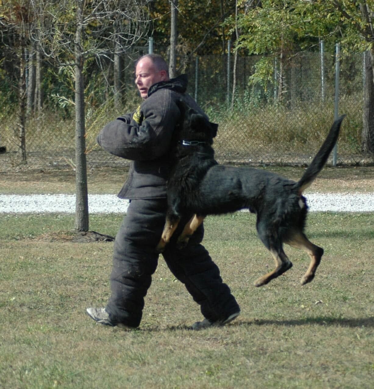 Police dog leaping onto a training decoy beside a man in a protective suit on a grassy field