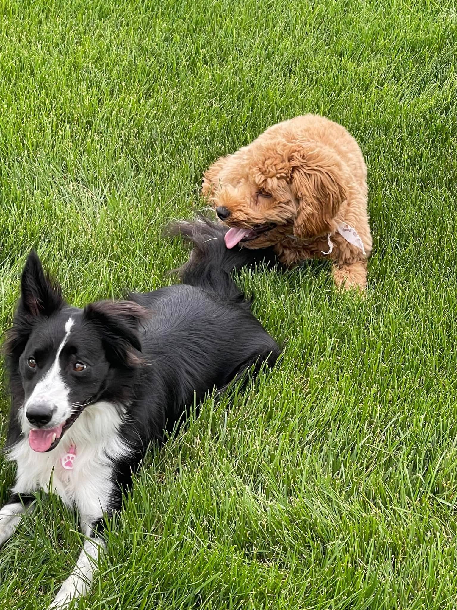 Black-and-white dog lying in grass while a small tan dog sits behind, panting and grooming it
