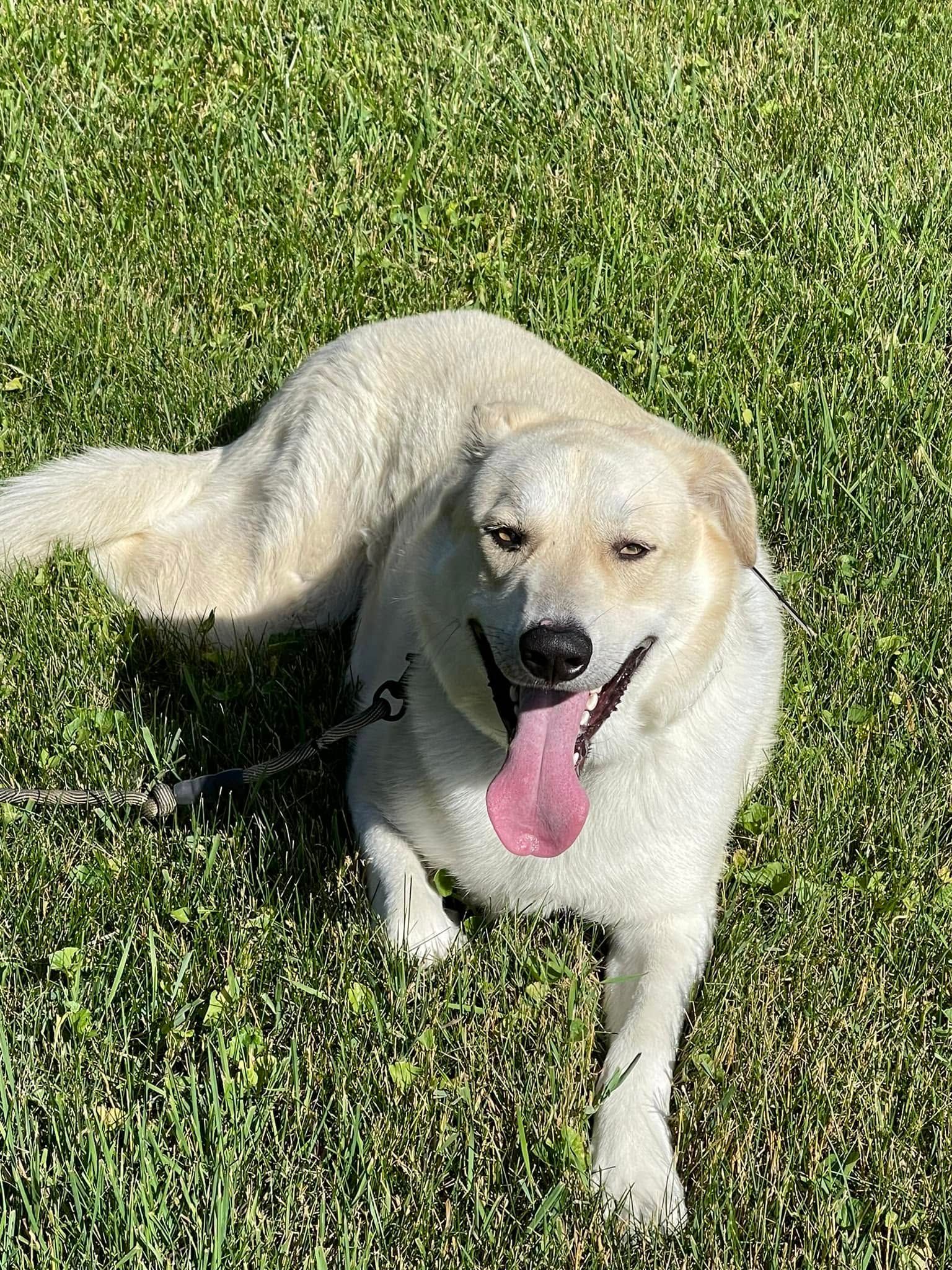 Cream-colored dog lying on grass with tongue out and leash attached