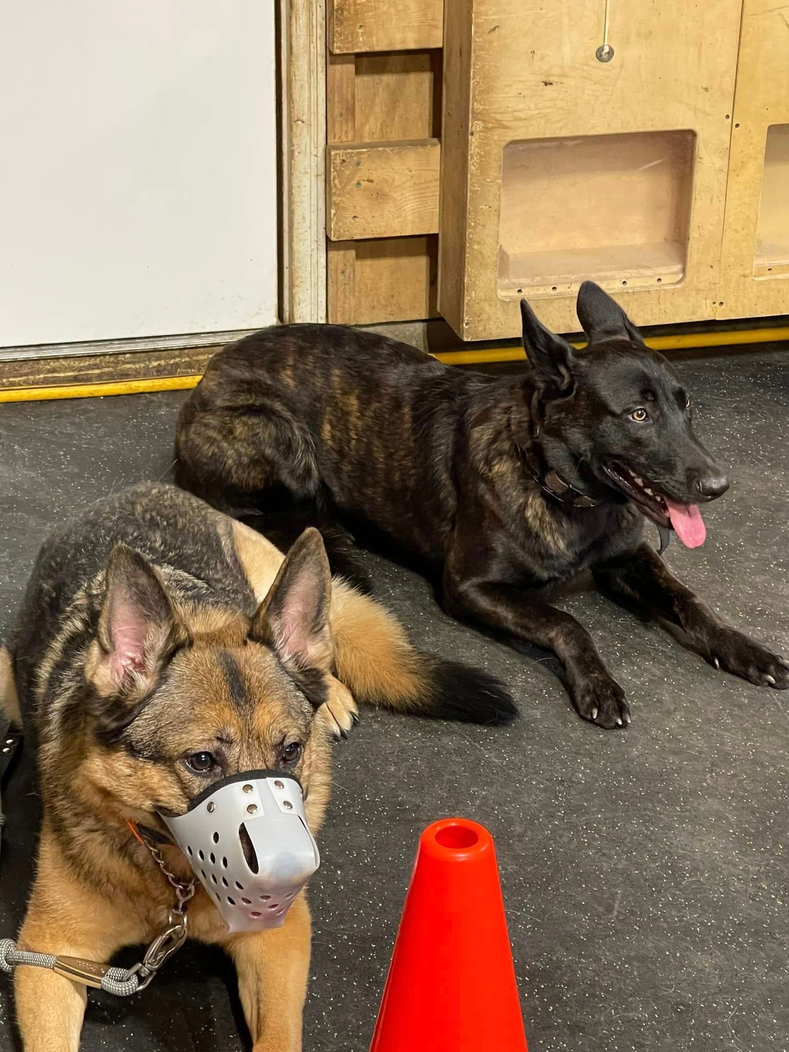 Two German Shepherd dogs wearing muzzles lying on a training floor beside an orange cone.