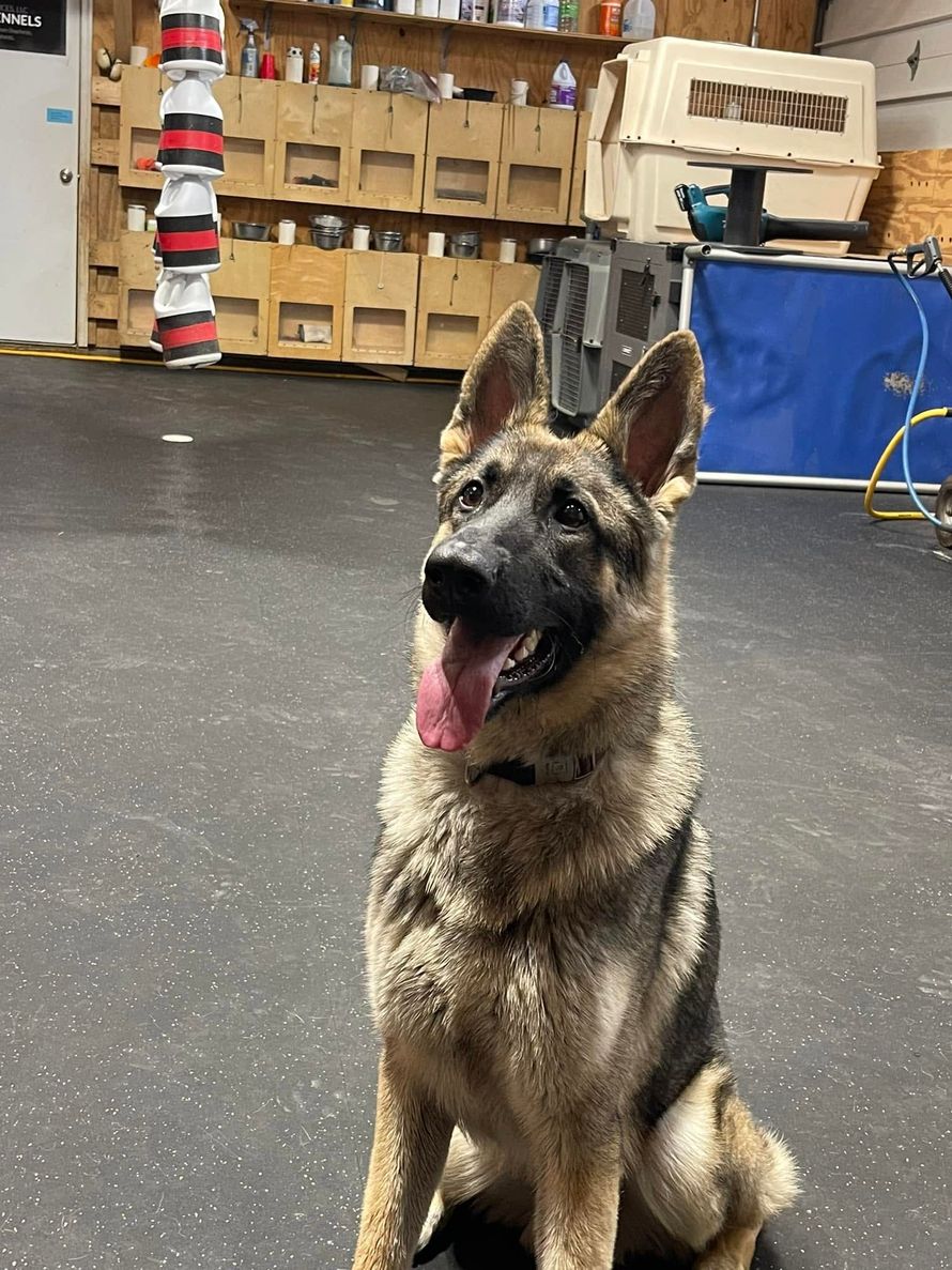 German Shepherd sitting on a black floor with tongue out in a warehouse-style room with shelves and boxes